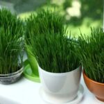 Tradiții de Sfântul Andrei. De ce se pune grâu la încolțit