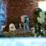 S-a întâmplat într-un sat din Maramureş. Ce a fătat o vacă