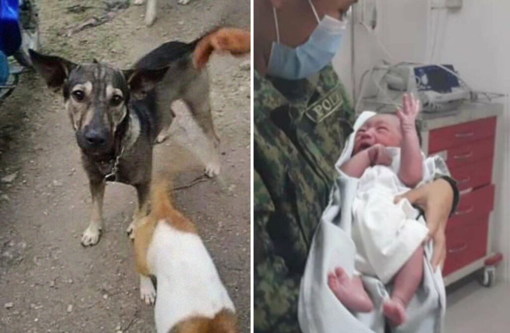 Câinele erou! A salvat de la moarte un bebeluș abandonat la gunoi