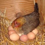 Ce a găsit un fermier sub o găină care nu se mai ridicase zile la rând de pe cuib. Ce ţinea ascuns sub ea. NU, nu este un OU!