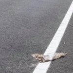 Marcaje rutiere trasate peste animale moarte. Se întâmplă în Teleorman