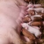Legea porcului: Se interzice deţinerea scroafelor în gospodărie şi hrănirea porcilor cu resturi alimentare