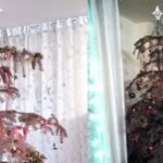 Brad împodobit de 15 ani, în casa unor frați din Alba. Care e povestea lor