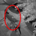 Trei persoane, prinse în trafic transportând un cadavru înfășurat într-un covor