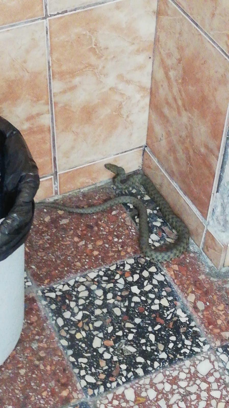 Invazie de șerpi în București! "Este plin de șerpi în grădina blocului"