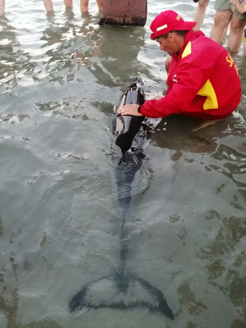 Turiștii au rămas uluiți. Ce a apărut pe o plajă din Mamaia