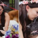 Povestea cățelului care n-a putut să moară până când nu și-a văzut stăpâna mireasă!