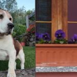 "La revedere, dragul meu prieten. Cu siguranță, ne vom reîntâlni cândva". Un italian oferă 50.000 de euro pentru a-l găsi pe cel care i-a otrăvit câinele