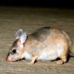 Caz uluitor. Șobolanii au mâncat 200 de kilograme de canabis confiscat de polițiști