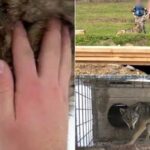 "Lupi, hai, cuţu". Suceveanul care a crescut 2 ani un lup în curtea sa a izbucnit în lacrimi la despărţirea de el