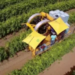 Fructul cu care au dat lovitura agricultorii din România. Câștigă peste 50.000 de euro cu doar un hectar cultivat