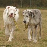 Când animalele te lasă fără cuvinte... Câine orb, plimbat de un altul perfect sănătos! Este însoțitorul lui, în aventura prin întuneric. Imaginea asta îți ajunge la suflet