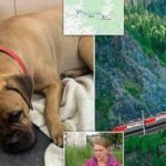 O cățelușă a mers 200 de kilometri, ca să se întoarcă la stăpâna care a părăsit-o! „Avea lacrimi în ochi și lăbuțele rănite”