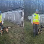 Tânăr din Siliștea Nouă, salvat de la moarte de câinele polițist Coh, după ce a ameninţat că se sinucide. L-a găsit inconștient şi cu degerături, într-un grajd