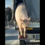Un porc filmat în timp ce "zboară" dintr-un camion, în Brăila