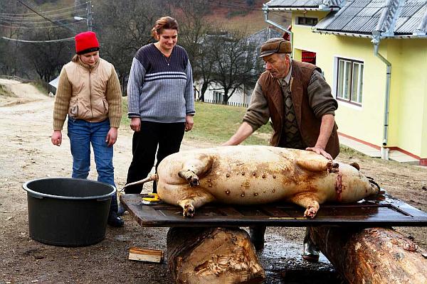 Ce amendă poți să primești dacă tai porcul în curte. Regulile pe care trebuie să le respecte românii în 2022