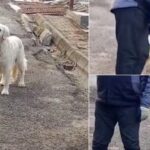 Sally, căţeluşa-minune din Târgu Mureş care duce singură gunoiul