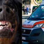 O menajeră din Italia a rămas fără un braț și un picior după ce a fost atacată de câinii angajatorului