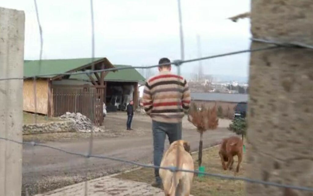 Copil de 13 ani, atacat de șase câini comunitari: ”Doar o minune a făcut să nu fie ucis”
