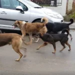 Mai mulți stăpâni de câini, obligați să facă „RCA” pentru animal. Cât costă asigurarea și cine este obligat de lege să o cumpere
