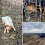 ASPA se laudă că a capturat 12 câini adulţi şi doi pui în zona Lacul Morii, după moartea Anei Oroş