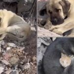 Sfâșietor: Un câine trist surprins stând pe o movilă de dărâmături, unde cândva a avut o casă și un om al lui. Mai jos, salvatorii încă mai caută supraviețuitori