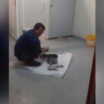 Vietnamez, filmat cum prepară şobolani în Cluj. Cu el avea şi o pisică moartă