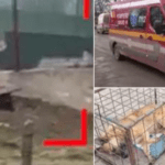 Filmul atacului sângeros din Botoşani în care un copil de 10 ani a fost sfâşiat de câini sub ochii mamei. Poliţiştii au găsit urechea băiatului în şanţ