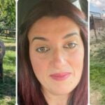 Afacerea de succes a unei românce din Italia: Crește găini și a înființat o fermă agricolă