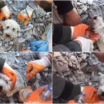 Cățelușul Pamuk a primit șansa la viață. A fost salvat după 90 de ore petrecute între dărâmături, după cutremurul din Turcia