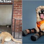 "Este un erou". Un cățeluș ale cărui lăbuțe din față au fost tăiate de traficanții de droguri, ar putea obține titlul de "animalul de companie al anului"