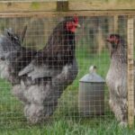 Un bărbat a murit după ce a fost atacat de o găină agresivă. Bărbatul câștigase de curând lupta cu cancerul