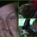 Fără slujbă și fără casă, o româncă din Spania a ajuns să locuiască într-o mașină alături de cei doi câini ai ei. "Sunt familia mea, sunt tot ce am"