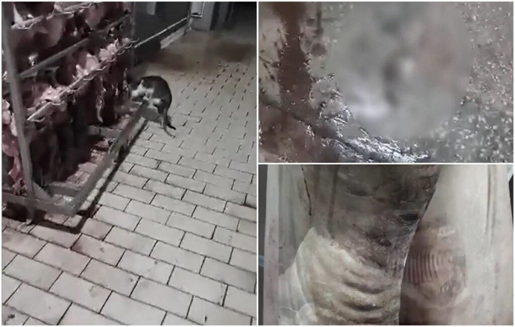 Imagini șocante într-un abator din Maramureş. Un fost angajat a filmat totul: "Ia! Ce e aici? Şobolani!"