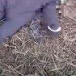 Cutremurător! Fetiță de cinci săptămâni, abandonată de mamă pe un câmp: "Femeia continuă să spună că nu-și dorește copilul"