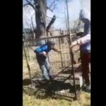 Caz revoltător în Bacău. Copil băgat într-o cuşcă metalică de colegii de clasă