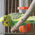 Criminal demascat de papagalul femeii pe care a ucis-o fără milă. Pasărea i-a repetat numele până ce poliţiştii indieni l-au luat în seamă