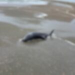 VIDEO. Delfin găsit mort pe plaja din Eforie Sud. De ce mor din ce în ce mai mulți