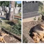 Un ciobănesc german vizitează zilnic și se întinde timp de câteva ore pe mormântul stăpânilor săi: „Există ceva în lume numit iubire adevărată”