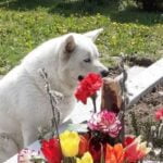 Prieteni și dincolo de moarte! Un câine din Satu Mare păzește mormântul stăpânului său, așteptând să se întoarcă