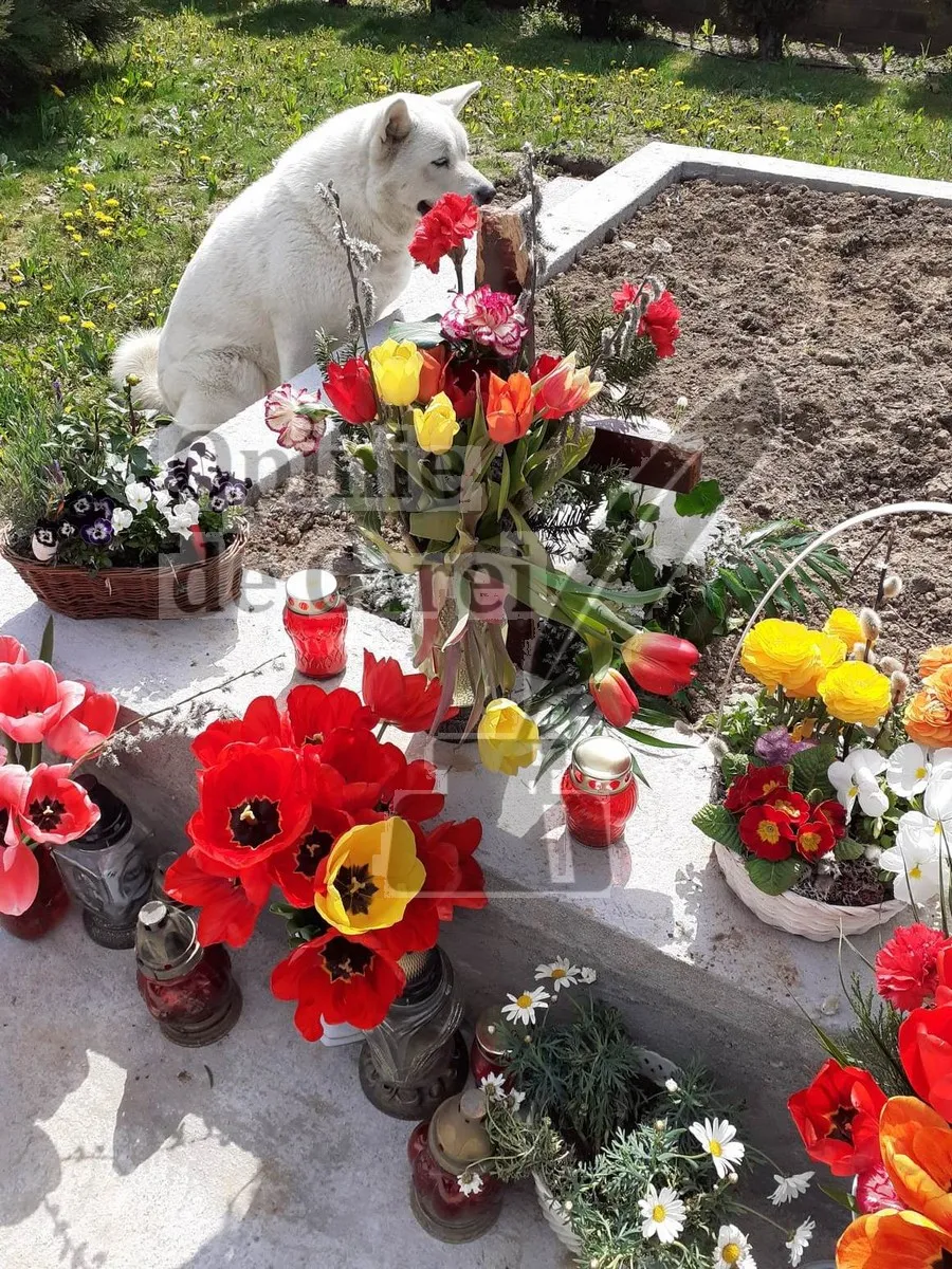 Prieteni și dincolo de moarte! Un câine din Satu Mare păzește mormântul stăpânului său, așteptând să se întoarcă