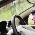 Șofer beat oprit de poliție, a pus câinele la volanul mașinii și a susținut că el conducea