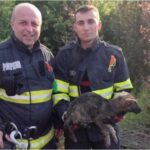 Căţel salvat de doi pompieri după ce a căzut într-un canal de decantare, în Timiş. "Prinţ" a fost adoptat de salvatori
