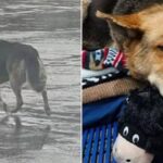 Imaginea durerii. Un ciobănesc german a fost zărit plimbându-se singur prin ploaie, cu jucăria preferată în gură, în căutarea stăpânului, în SUA