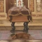 „Astăzi am văzut cu ochii mei dragostea animalelor”. Un câine a vrut să îi fie aproape stăpânei sale până la final. A stat trist lângă sicriu