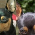 "Bili și-a dat viața pentru a salva copiii". Un cățeluș a murit erou, încercând să protejeze patru copii de un Rottweiler care urma să-i atace, în Brazilia