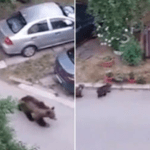 O ursoaică a ieşit la plimbare cu puii, pe aleea unui bloc din Bacău. Localnicii, avertizaţi prin RO-ALERT