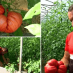 100% natural, cu gust ca din curtea bunicii. Reţeta de succes a lui Laurenţiu, un fermier din Gorj: "Fructe gigant, oamenii sunt uimiţi"