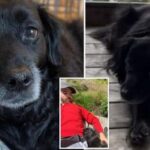 Un cuplu şi-a dus câinele aflat pe moarte într-o vacanţă în natură, pentru o ultimă plimbare. ''Vă așteaptă acolo sus!''