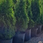 De ce se usuca tuia. Care este principala cauză